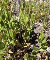 Veronica cusickii