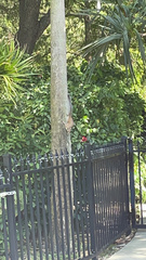 Sciurus carolinensis