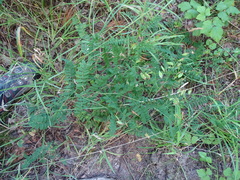 Vicia cassubica