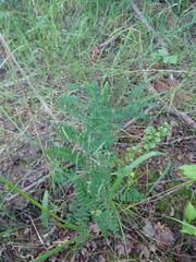 Vicia cassubica