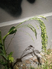 Panicum miliaceum