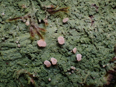 Icmadophila ericetorum