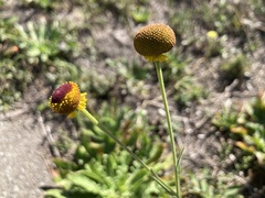 Helenium puberulum