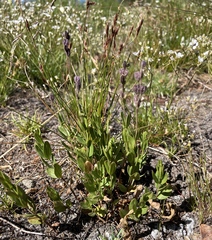Veronica cusickii