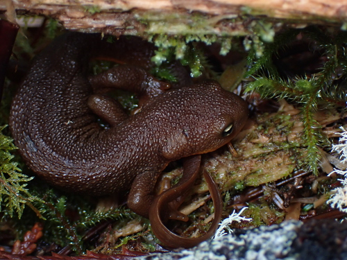 Rough-skinned Newt