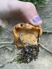 Tricholoma aurantium