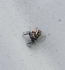 Paraphidippus aurantius
