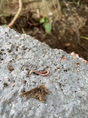 Oligochaeta