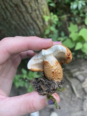 Tricholoma aurantium