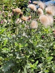 Cirsium arvense