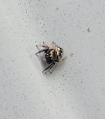 Paraphidippus aurantius