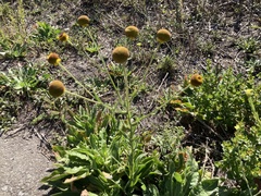Helenium puberulum