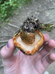 Tricholoma aurantium