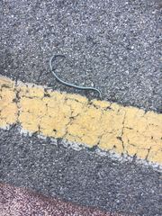 Hierophis viridiflavus