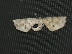 Parepisparis excusata