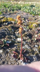 Micranthes hieraciifolia