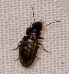 Platymetopus figuratus