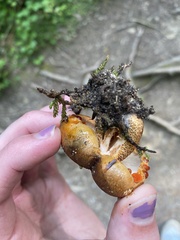 Tricholoma aurantium