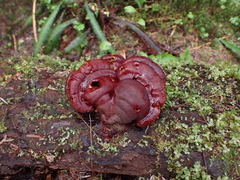 Ganoderma oregonense