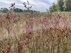 Juncus canadensis