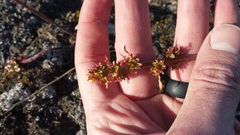 Micranthes hieraciifolia