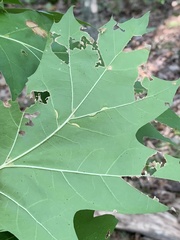 Macrodiplosis qoruca