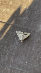 Frederickia s-signata