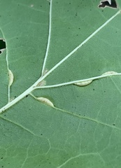 Macrodiplosis qoruca