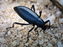 Eleodes armata