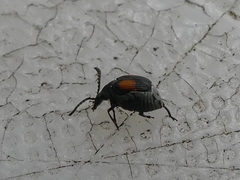 Megacerus discoidus