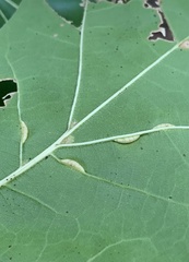 Macrodiplosis qoruca