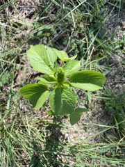Acalypha ostryifolia