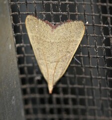 Hypsopygia albidalis