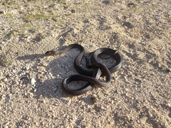 Masticophis fuliginosus