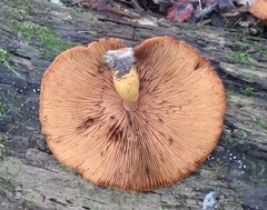 Gymnopilus
