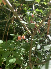Euonymus atropurpureus