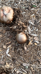 Stropharia rugosoannulata