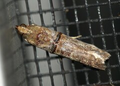 Hypargyria metalliferella