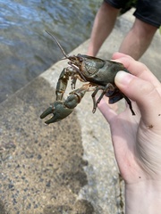 Cambarus bartonii