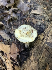 Hygrophorus chrysodon