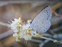 Celastrina echo