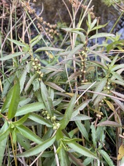 Proserpinaca palustris