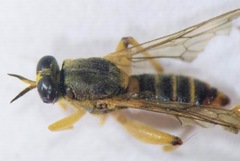 Solva pallipes