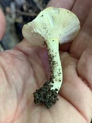 Hygrophorus chrysodon
