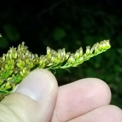 Solidago canadensis hargeri