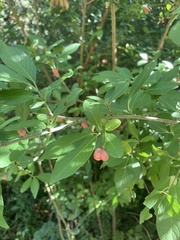 Euonymus atropurpureus