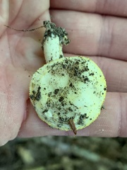 Hygrophorus chrysodon