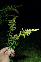 Solidago canadensis hargeri