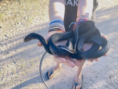 Masticophis fuliginosus