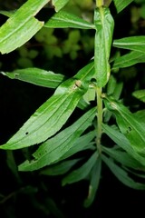 Solidago canadensis hargeri